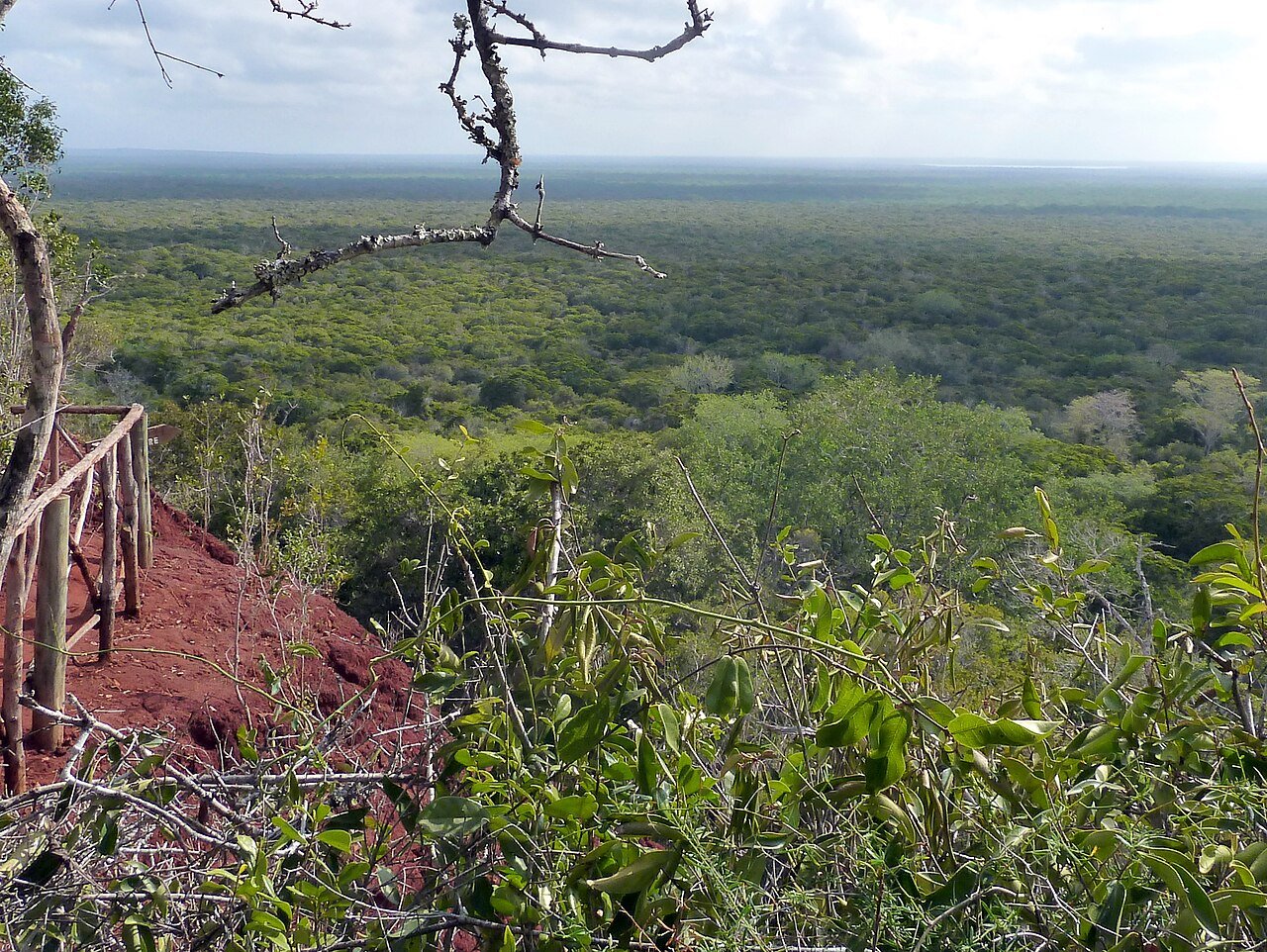 Arabuko Sokoke Forest
